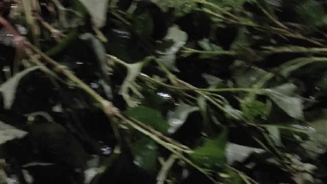 大山深处有人家