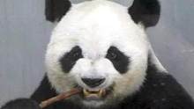 熊猫界的“天选倒霉蛋”，缘小围观打架被扒毛裤，一脱成名！ #大熊猫 #国宝大熊猫 #国宝熊猫 #缘小
