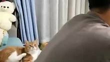 喵星人误把男主人的小辫子当成了逗猫棒