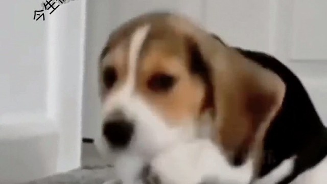 快乐鸭轻松每一天