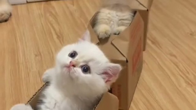 快乐鸭轻松每一天