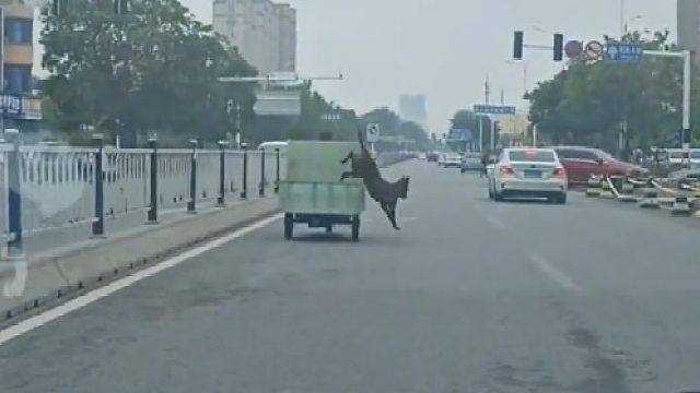 行车记录仪视角：狗狗行驶的三轮车上跳来跳去，玩得不亦乐乎