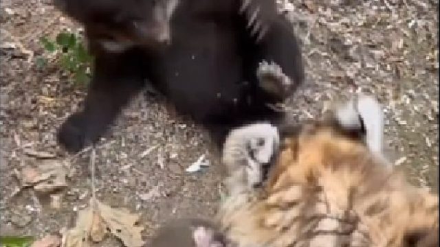 超凶！虎宝宝以一敌二威猛现场