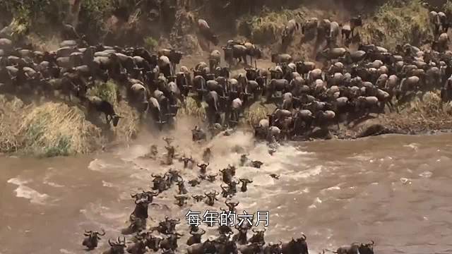 存活率不足40%，殺機(jī)四伏的角馬大遷徙，自然界七大奇觀之一