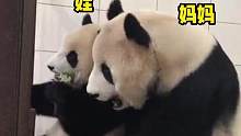#大熊猫带娃只要活着就行 妈妈开心就好，至于孩子，活着就行！#大熊猫 #搞笑 #可爱