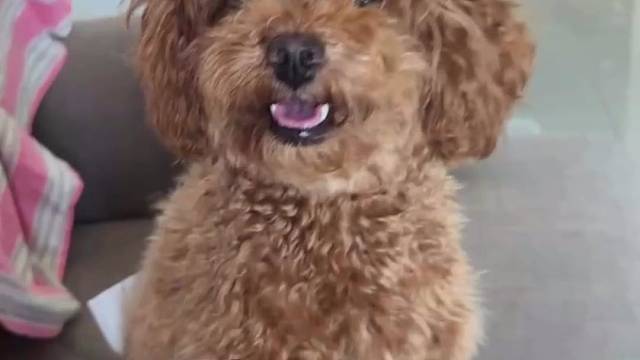 家里一个小宝贝