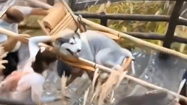 抬轿的多了一个活干也挺好