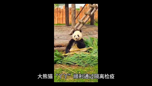 丫丫到北京动物园喽