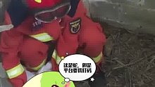 大蛇生吞一只大鹅被抓时肚子撑溜圆，悠然自得的时候遇到消防员