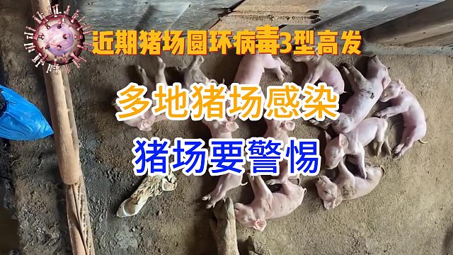 近期广东广西和福建地区的圆环病毒3型感染度高养猪人要警惕！关注断奶仔猪腹泻猪掉膘和呼吸道问题#猪病