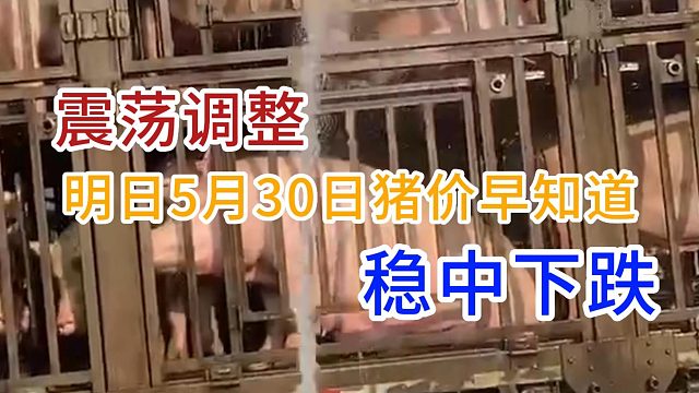 明日5月30日全国猪价早知道！猪价震荡调整稳中下跌#明日猪价#全国猪价#生猪价格#猪价行情