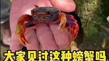 大家见过这种螃蟹吗？