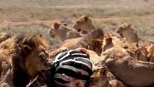 一群狮子撕咬斑马