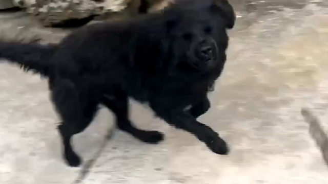 女子每次路过都被狗追，无奈带棍驱狗：“它可能想吃我的肉”