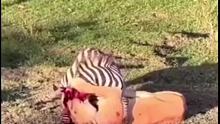 狮子将斑马咬得头破血流