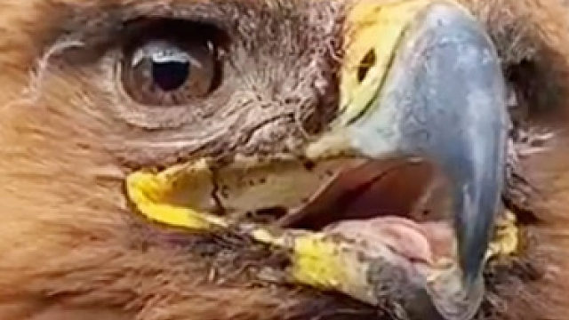 威猛苍鹰被蜀黍捡到变成小乖乖