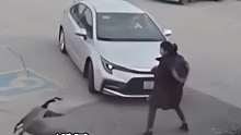 大鹅一路对女子穷追猛打，还嚣张钻进车里，最遭一脚踢开
