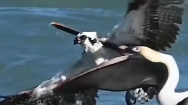 老鹰下水抓鱼可出来时意外发生了