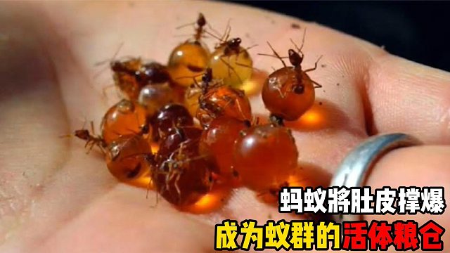 蚂蚁将肚皮撑爆，成为活体“粮仓”，一口一个成为人类糖果