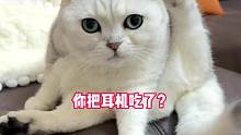 猫猫和耳机恐怕都不能要了！