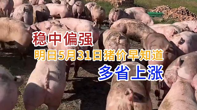 明日5月31日全国猪价早知道！猪价稳中偏强多省上涨#明日猪价#全国猪价#猪价行情#生猪价格