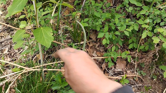 5月30号上山采野菜