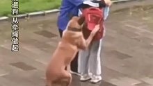 没牵绳的大狗围着女孩转悠，保洁阿姨用身体护住女孩