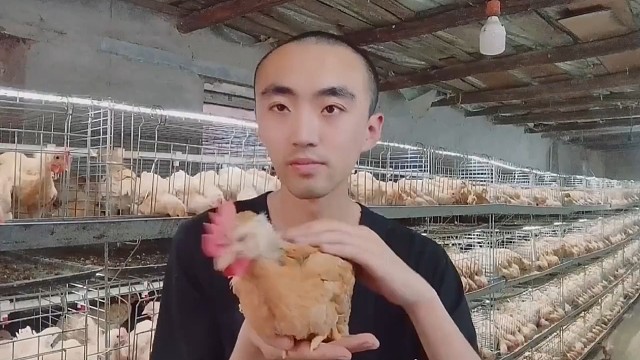 大家好我是养鸡小哥王政杰