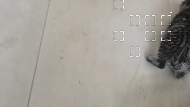 这个刚刚那猫是我外婆给我看的