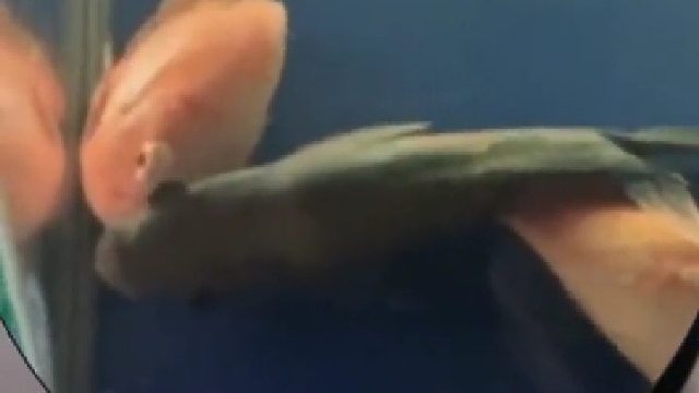 男子以为鱼缸的鱼集体咽气