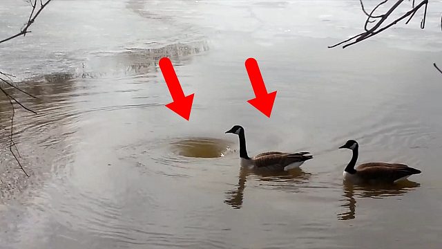 湖面出现大漩涡，2只大鹅若无其事的靠近，镜头记录惊险过程！