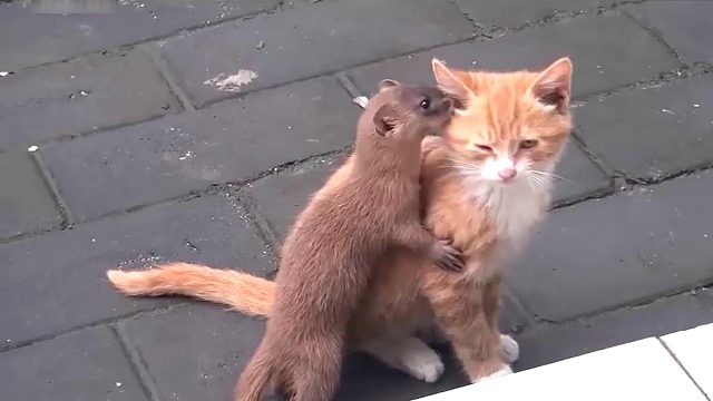 黄鼠狼作死，一口将猫咪“锁喉”：让你瞧瞧本喵的厉害！