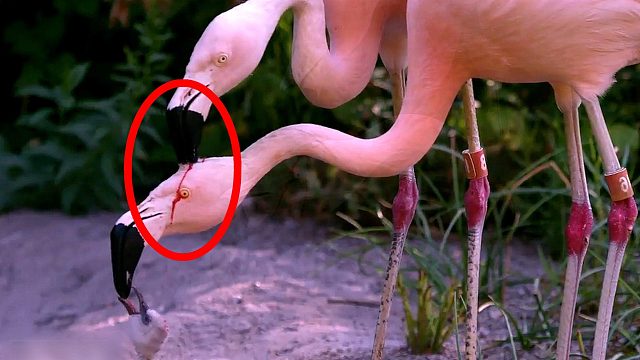 火烈鸟用“血”哺育后代！真相的背后，却不含丝毫残忍