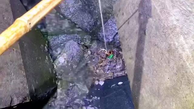 海边钓螃蟹，爆杆了