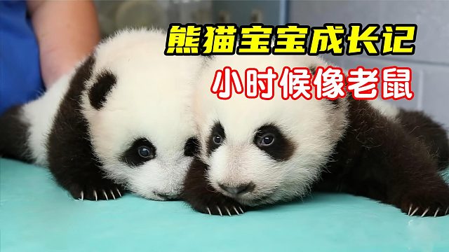 呆萌可爱的国宝熊猫，小时候居然像老鼠，熊猫宝宝的100天成长记