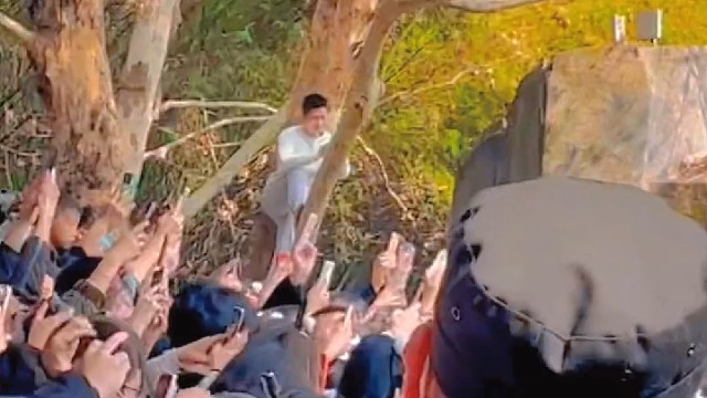 树上的熊猫下来