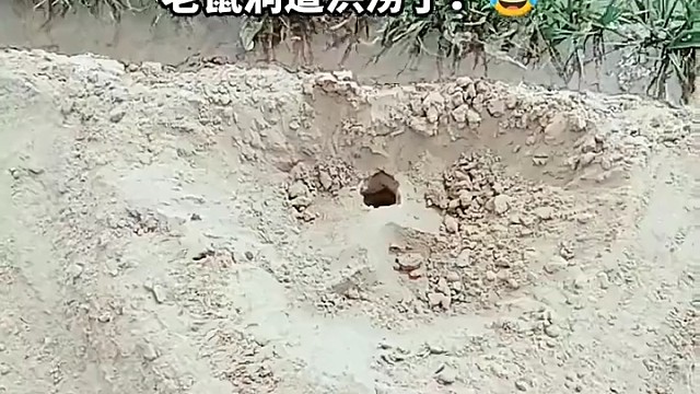 有人告诉我这是田鼠，还好吃