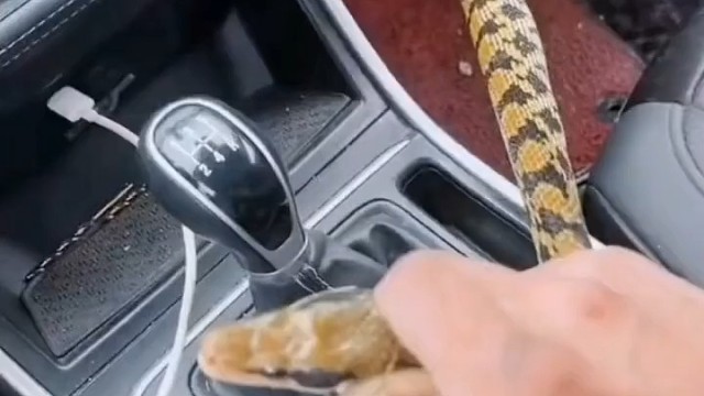 哥们这手刹有点特别啊