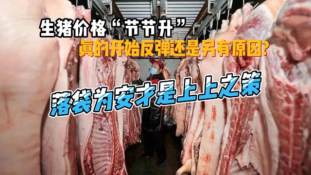 生猪价格“节节升”！生猪市场是真的开始反弹，还是另有原因？#养猪人#畜牧业#猪价行情#养猪
