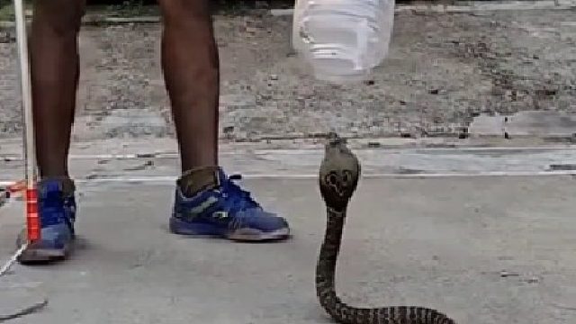 看外国小伙是如你用塑料筒抓捕眼镜蛇的