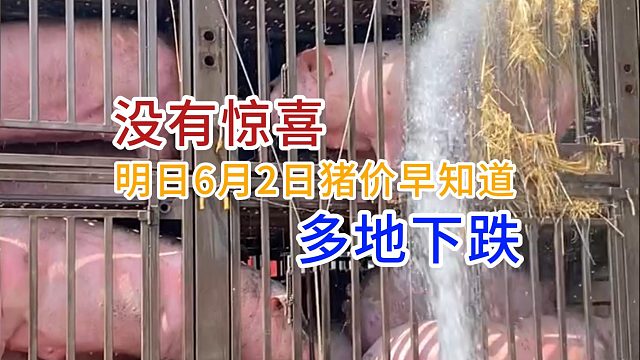 明日6月2日全国猪价早知道！猪价没有惊喜多地下跌#三农养猪#猪价行情#三农#明天猪价#养猪