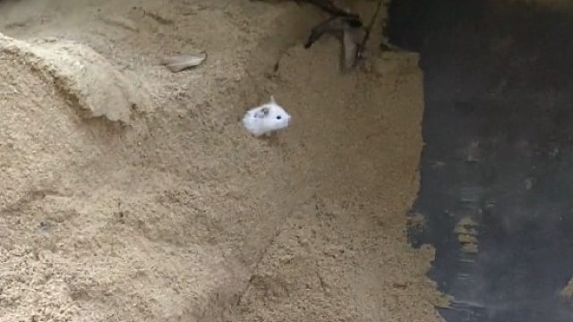 鼠鼠：我在这里呢，你挖那边干嘛