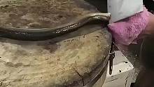 厨师被鳗鱼反咬一口，结果彻底暴躁了，直接下死手！