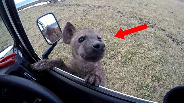 鬣狗趴在车窗寻求帮助，男子正想救助，下一秒庆幸自己没下车