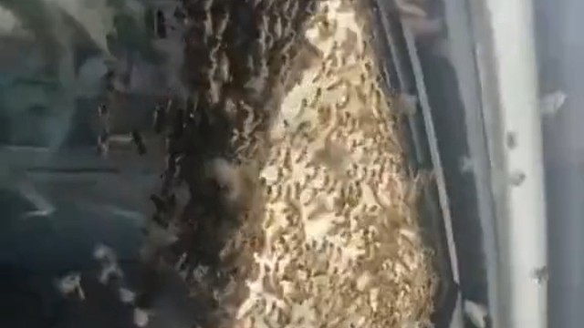 这真的是【开车兜蜂】