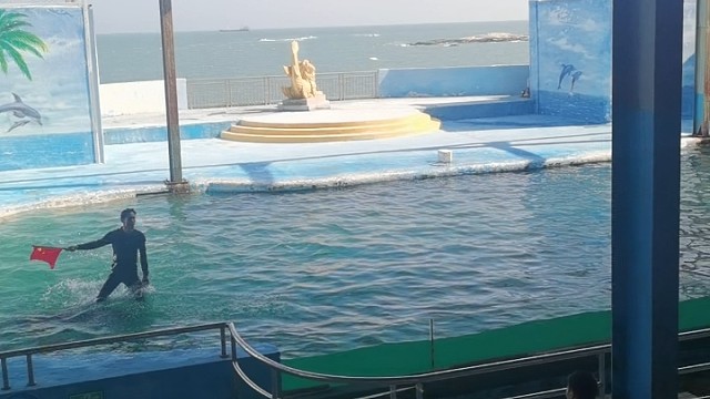 今天去看海豚表演