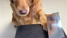 狗狗：你可以我也可以，咋换菜刀了 不玩了你个老六