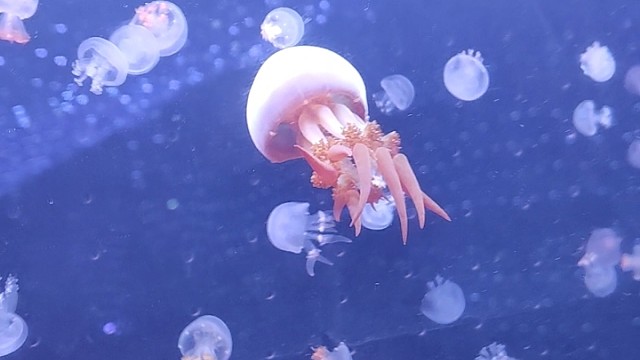 万达广场看水母