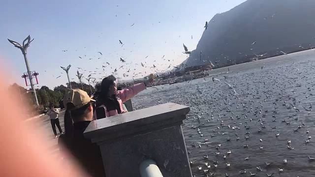 谁知道这是什么鸟