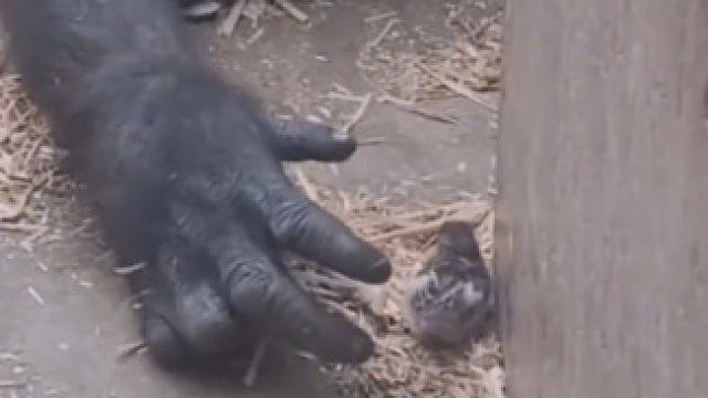 五指山下的孙先生